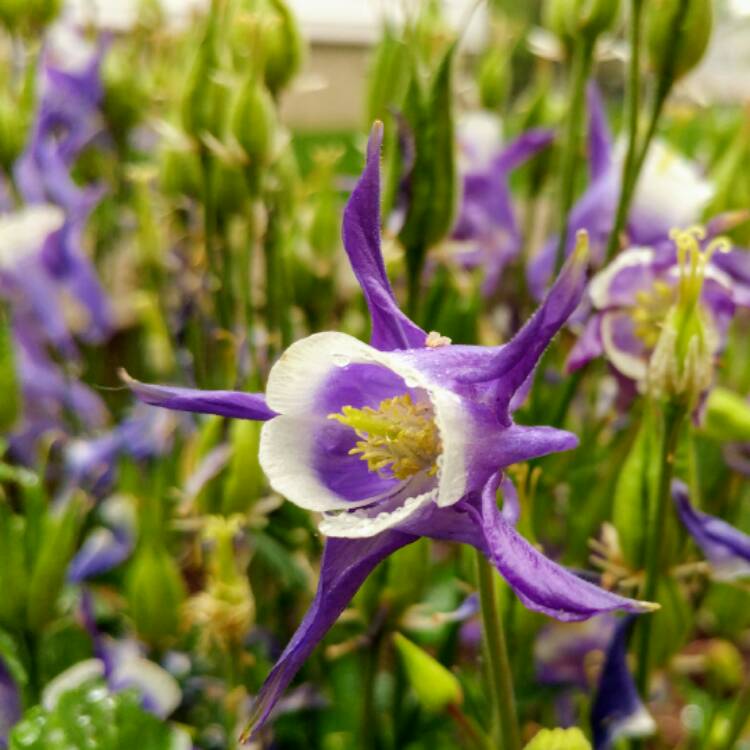 plant image 434410 plant image 434410