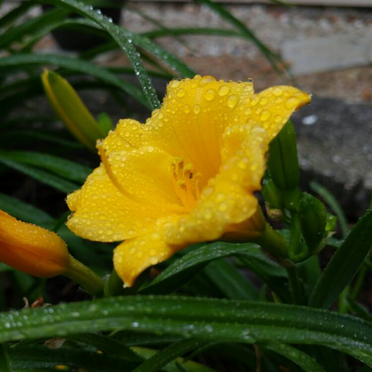 plant image 434411