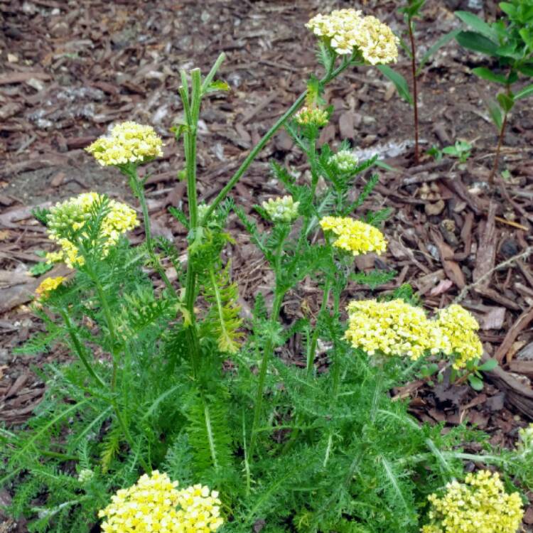 plant image 475146