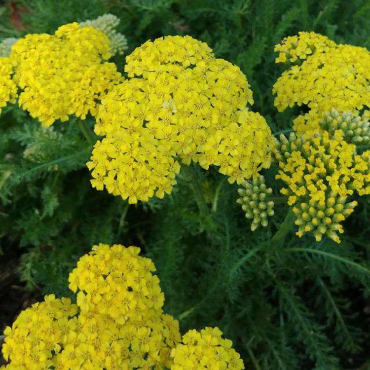 plant image 550573