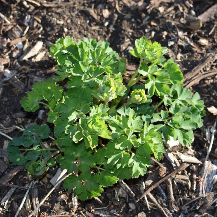 plant image 674010 plant image 674010