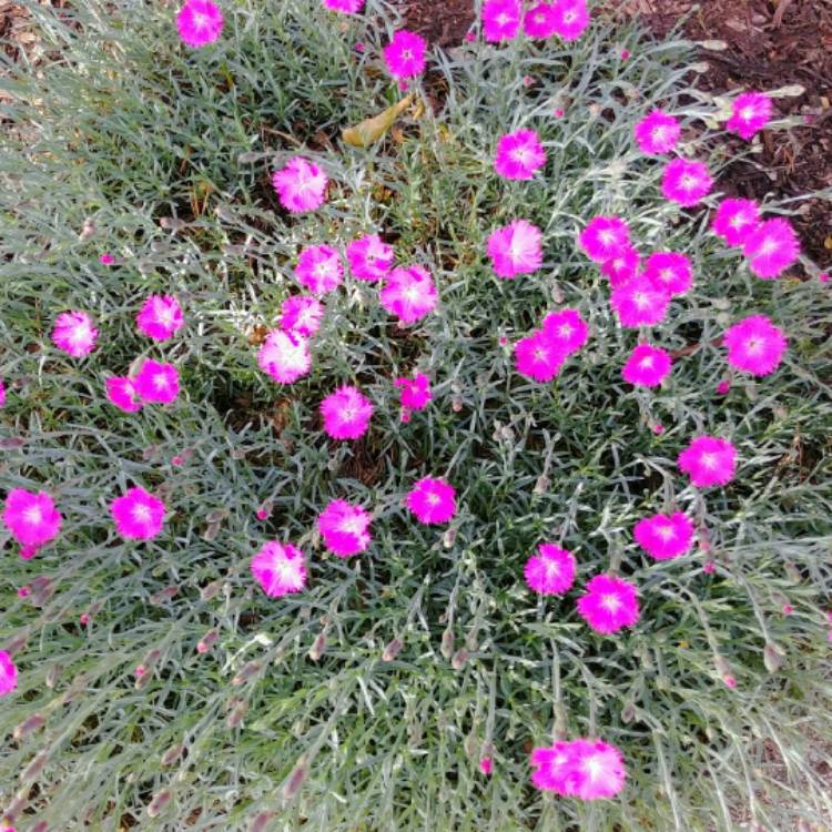 plant image 702085