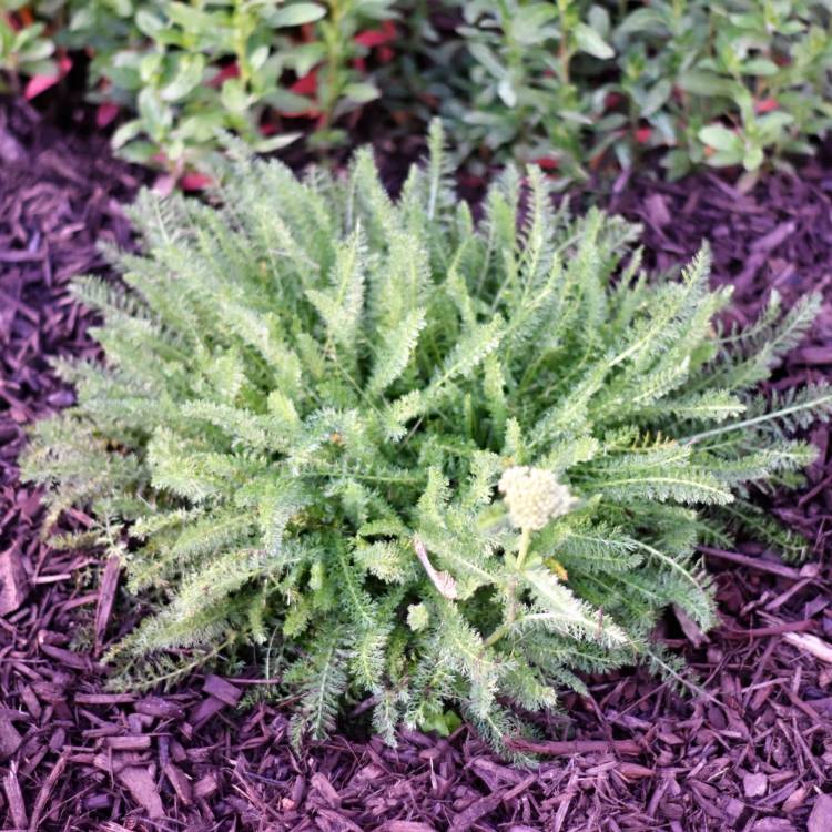 plant image 715150