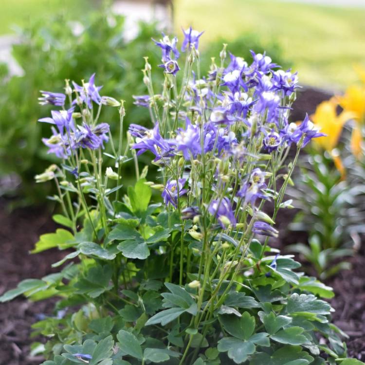plant image 715162 plant image 715162