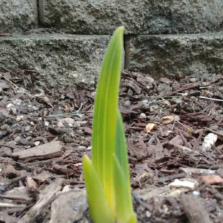 plant image 736873 plant image 736873