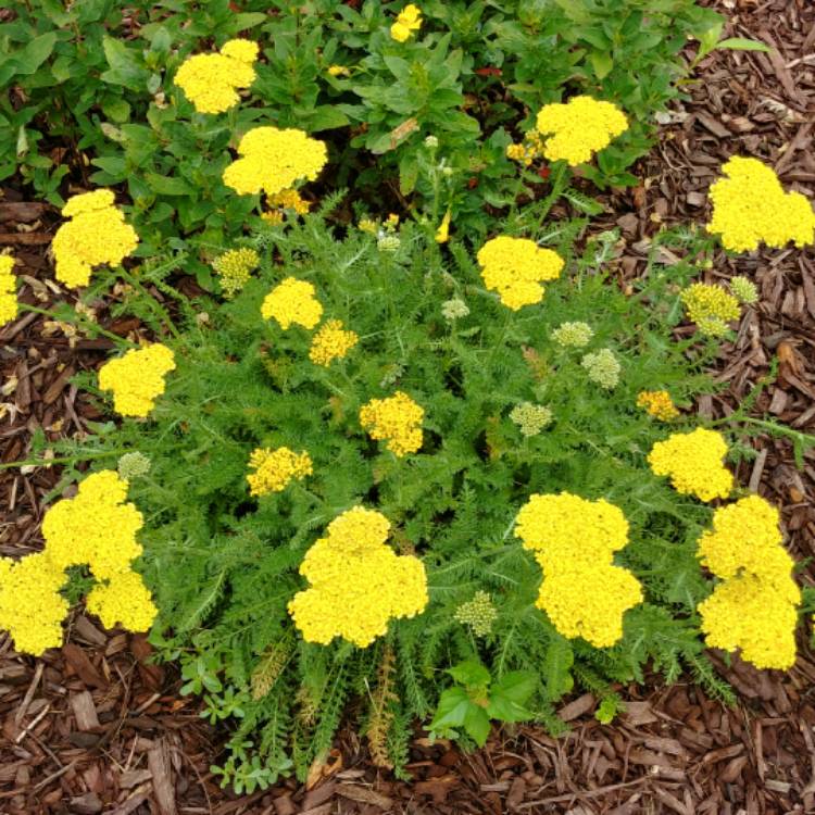 plant image 751962