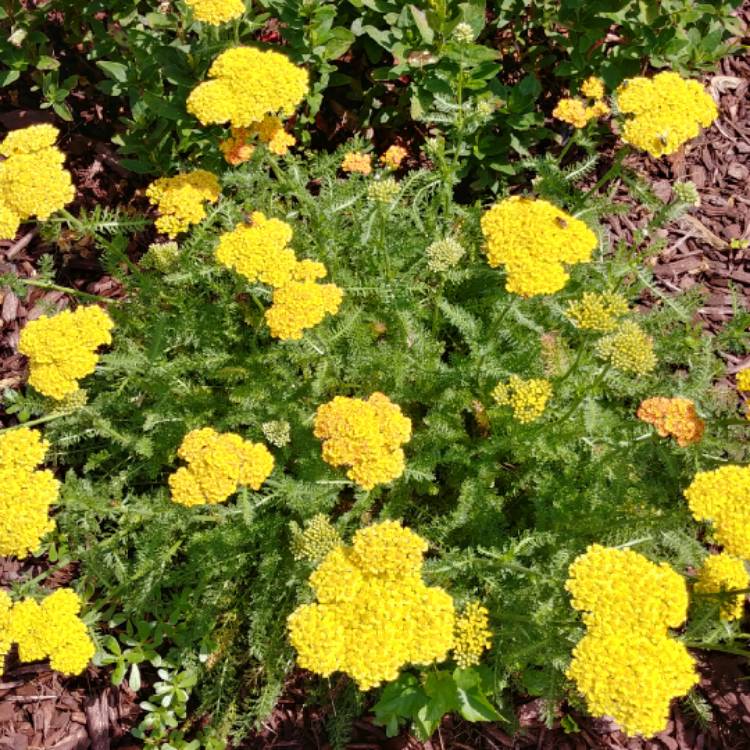 plant image 757241