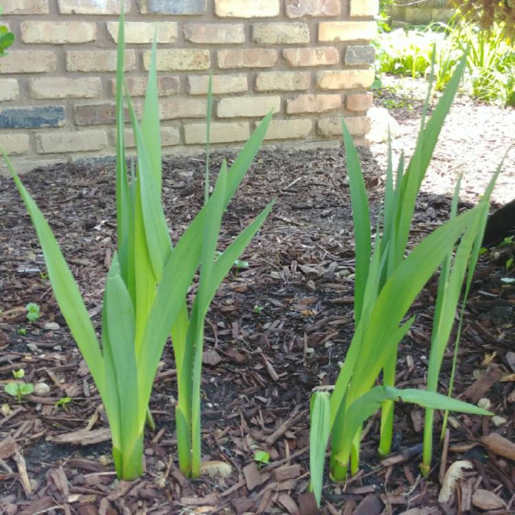 plant image 757253 plant image 757253