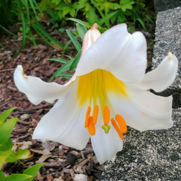 plant image 766729