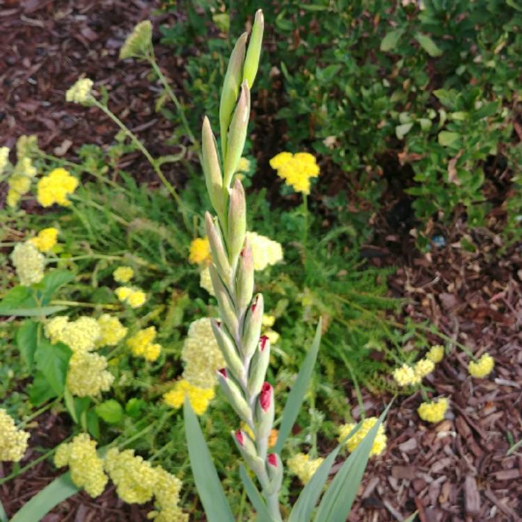 plant image 791949 plant image 791949
