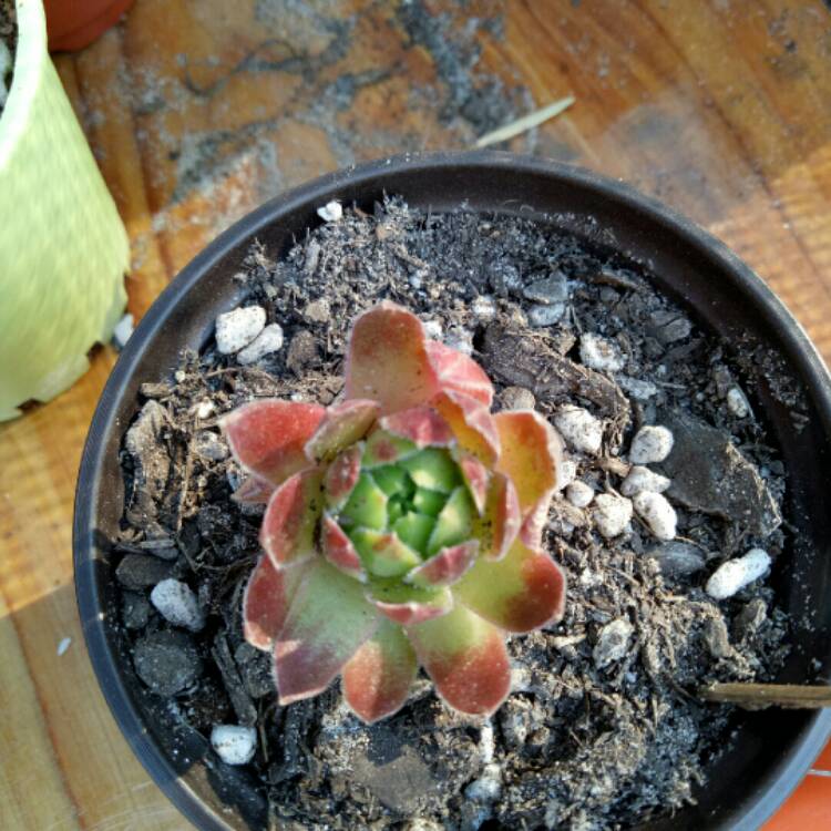 Plant image Sempervivum Rosie