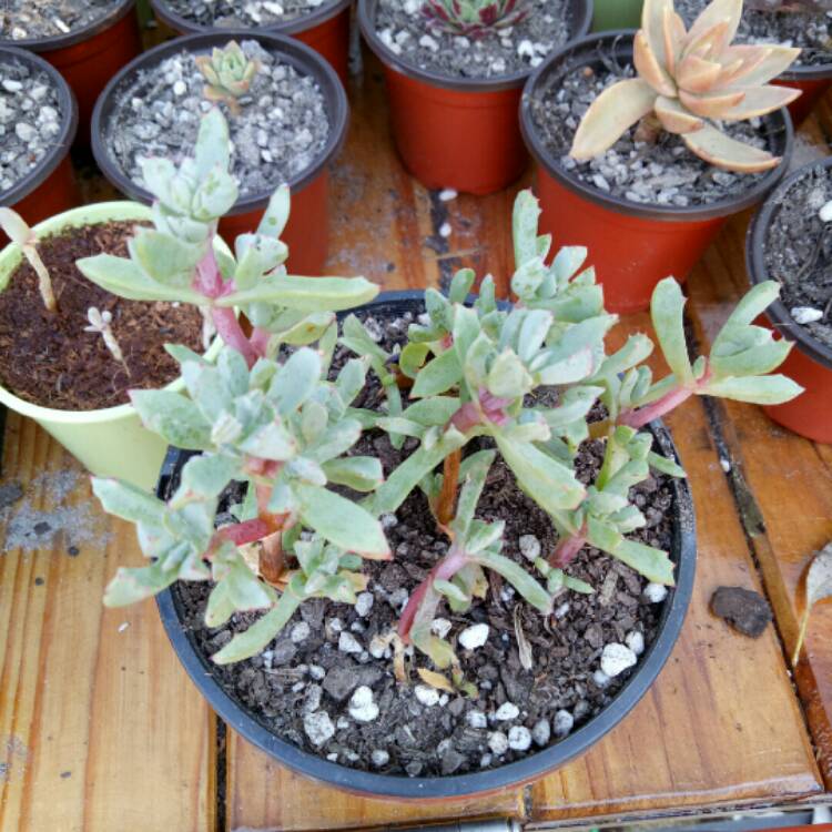 Plant image Lampranthus blandus 'Schwantes'