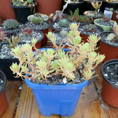 Sedum