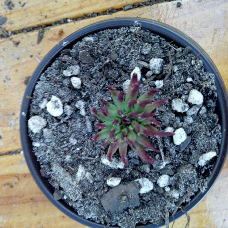 plant image 825036