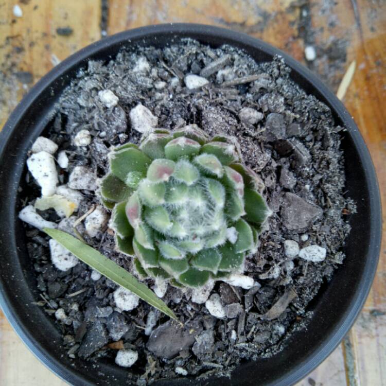 Plant image Sempervivum Ashes of Roses