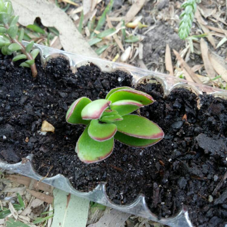 Plant image Crassula 'Red Tipped Butterfly Bush'