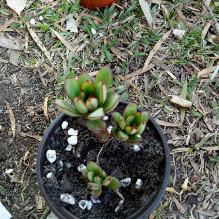 Plant image Echeveria Globuliflora