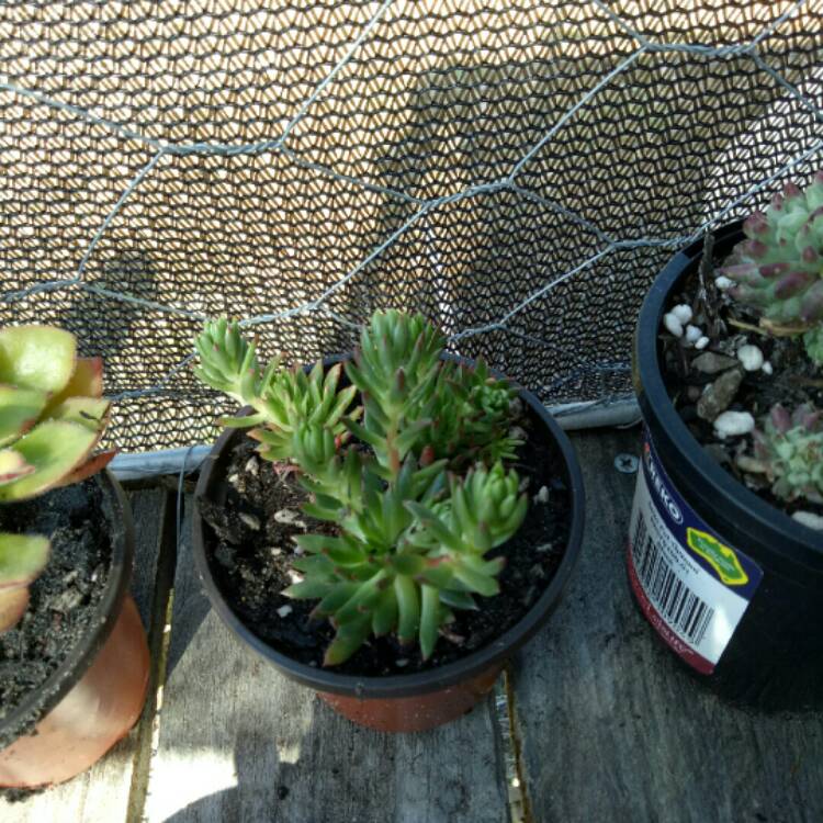 Plant image Echeveria Bella fa. Bella