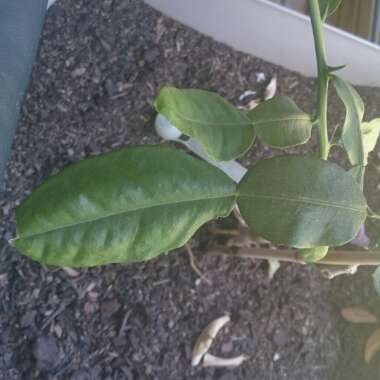 Citrus hystrix