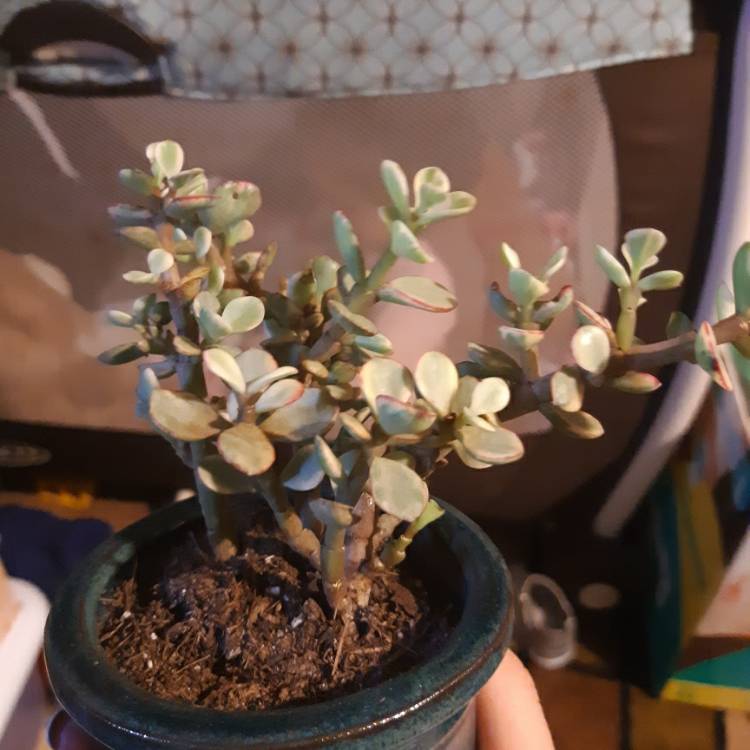 Plant image Portulacaria Afra 'Tricolour'.