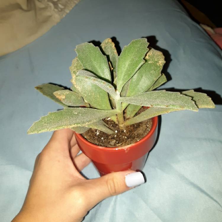 Plant image Kalanchoe Beharti
