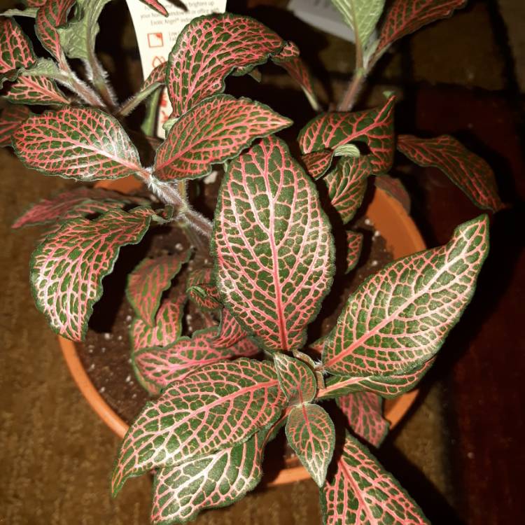 Plant image Fittonia