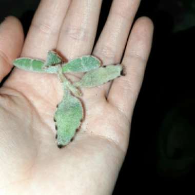 Kalanchoe eriophylla