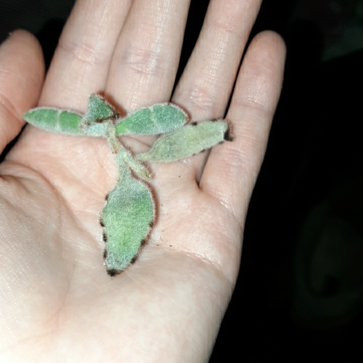 Plant image Kalanchoe eriophylla