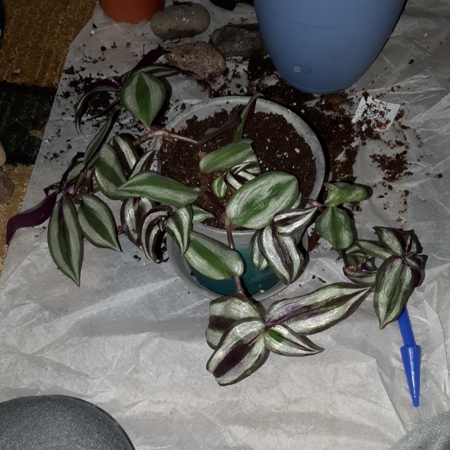 plant image 1408788