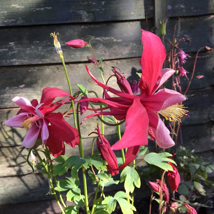 Plant image Aquilegia 'Swan Red and White'