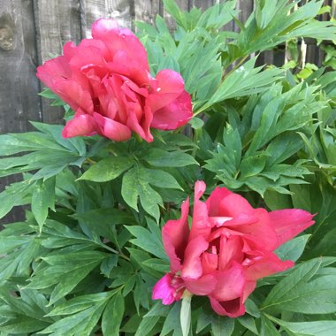 Paeonia