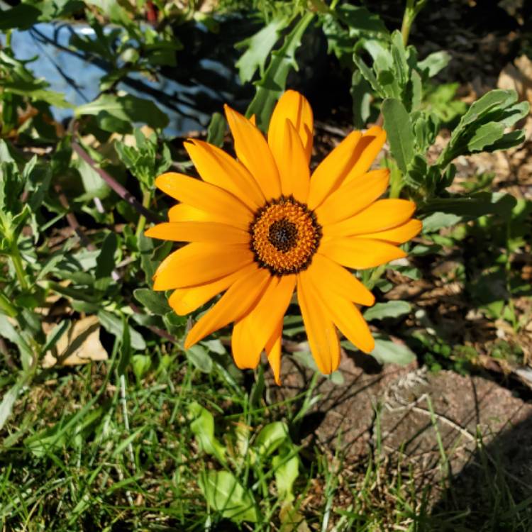 plant image 1190010
