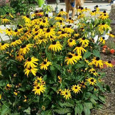 Rudbeckia fulgida var. sullivantii 'Little Goldstar'