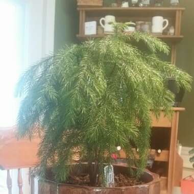 Araucaria heterophylla