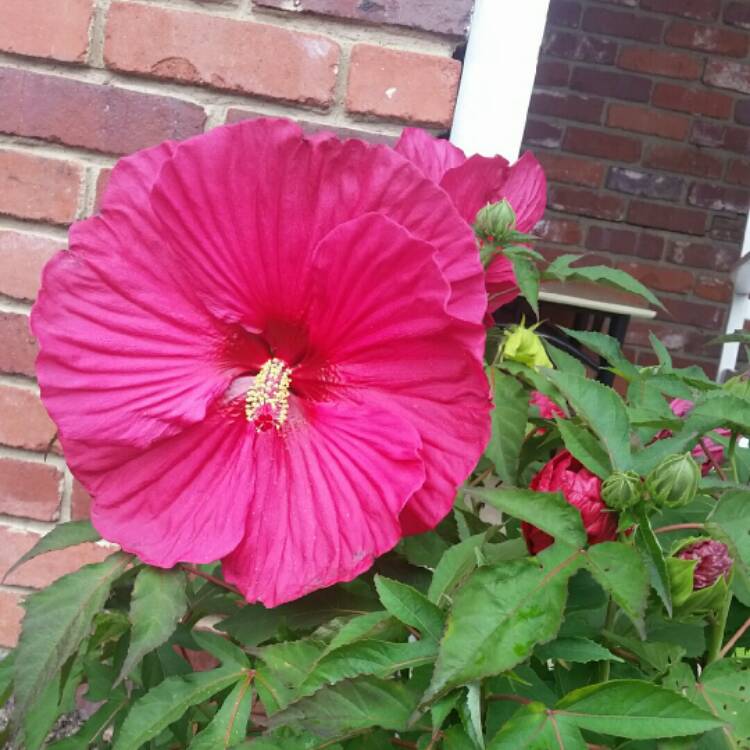 plant image 814558
