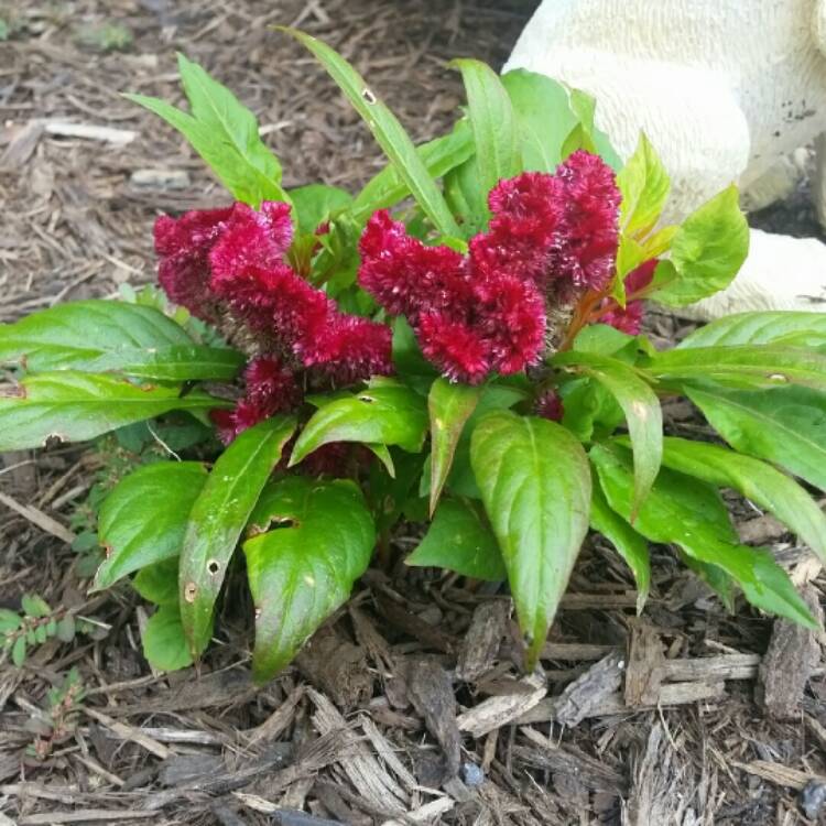 Plant image Celosia cristata 'Dracula'