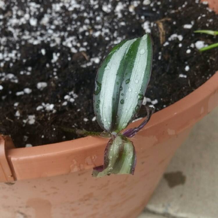 plant image 814599 plant image 814599