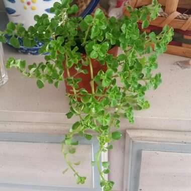 Pilea Depressa 'Baby Tears'