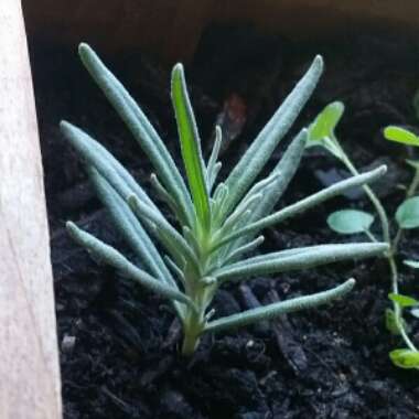 Lavandula