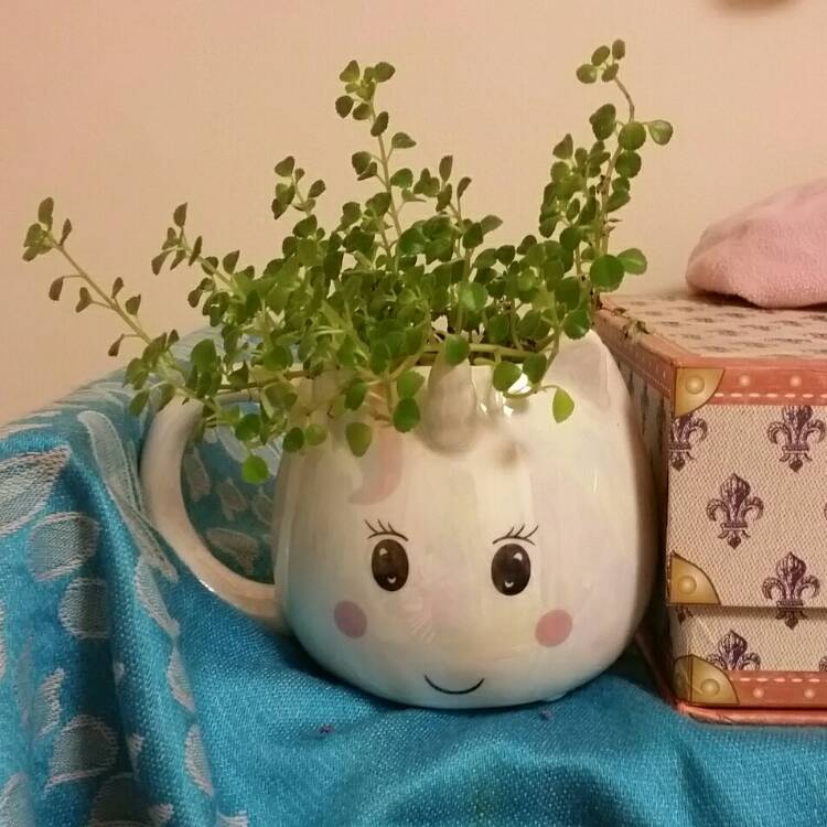 Plant image Pilea Depressa 'Baby Tears'