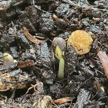 Salvia