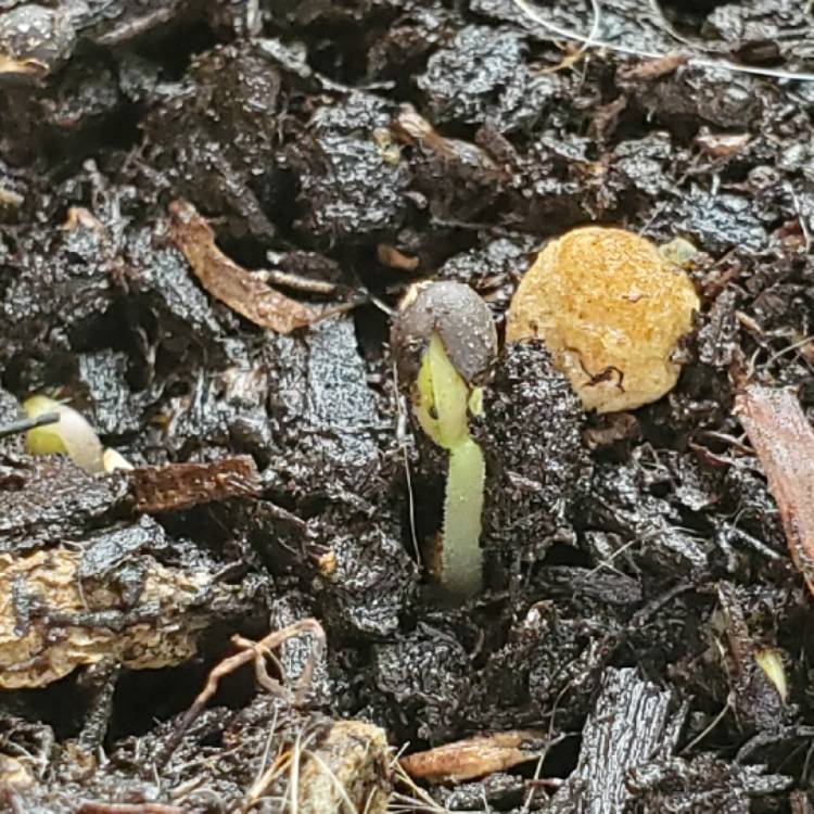 plant image 997955