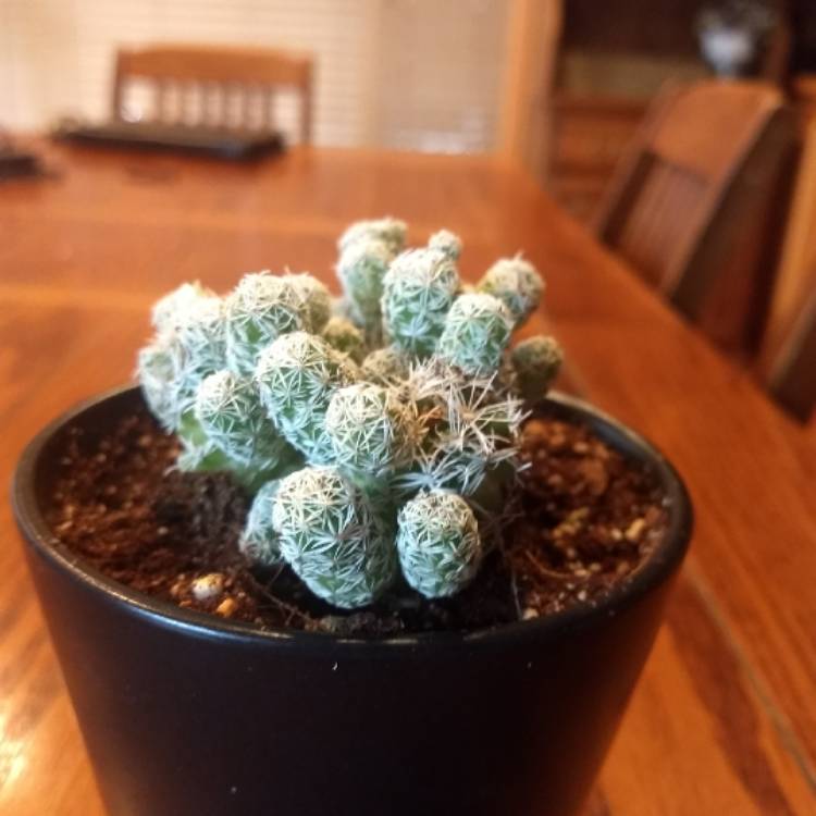 plant image 980298