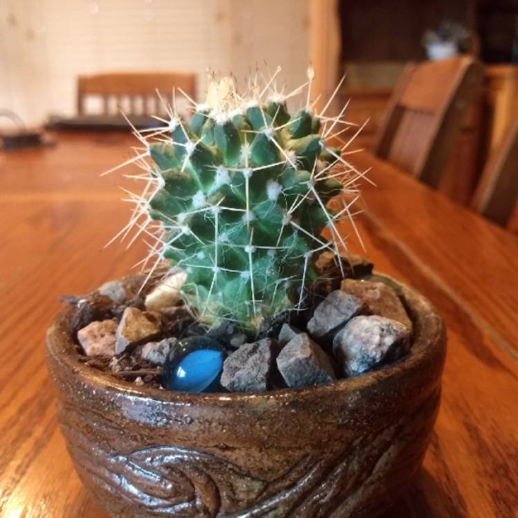 Plant image Mammillaria karwinskiana 'Nejapensis'