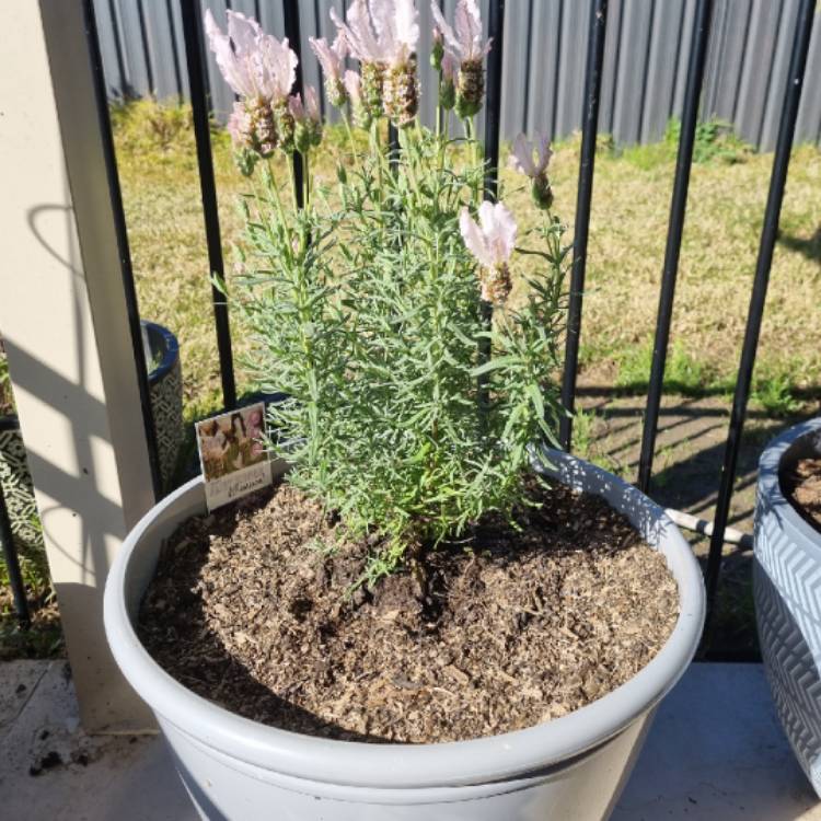 Plant image Lavandula Pedunculata (Sensation White)