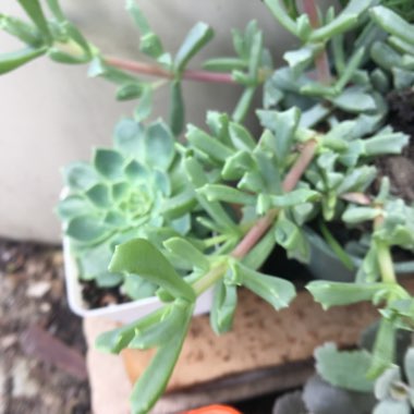 Deltoid-leaved Dewplant 'Schwantes'