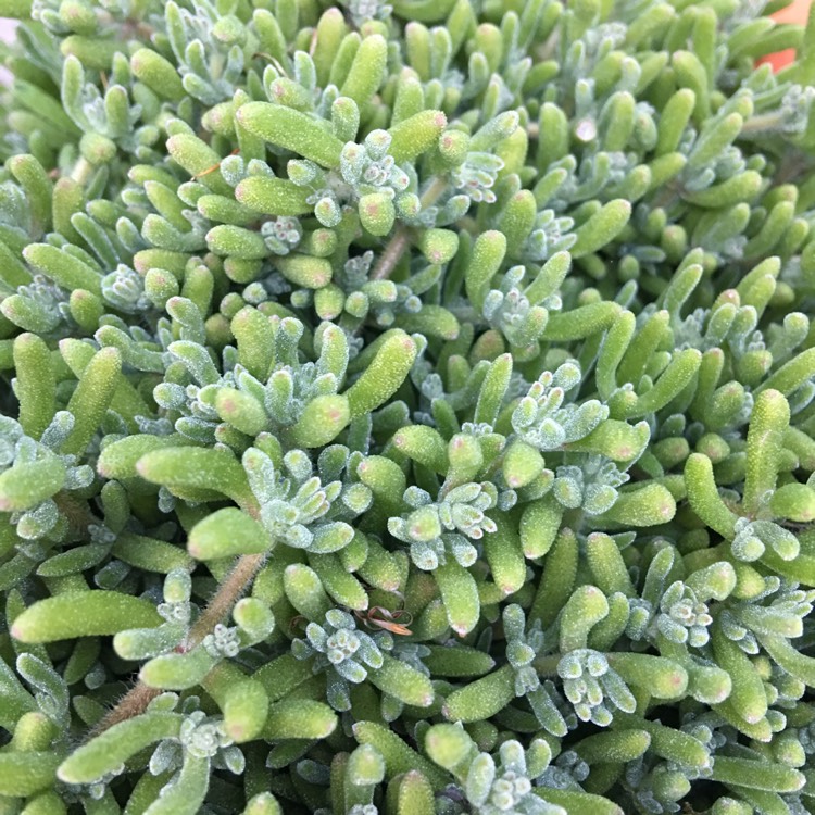 plant image 1157313