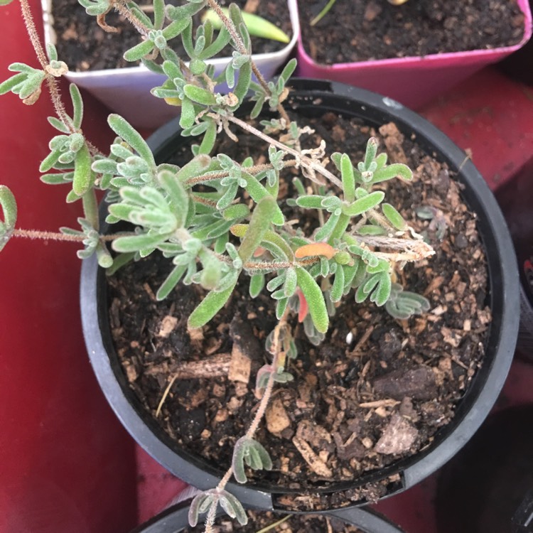 plant image 678645