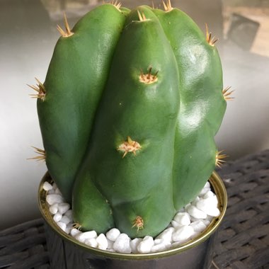 Trichocereus pachanoi syn. Echinopsis pachano