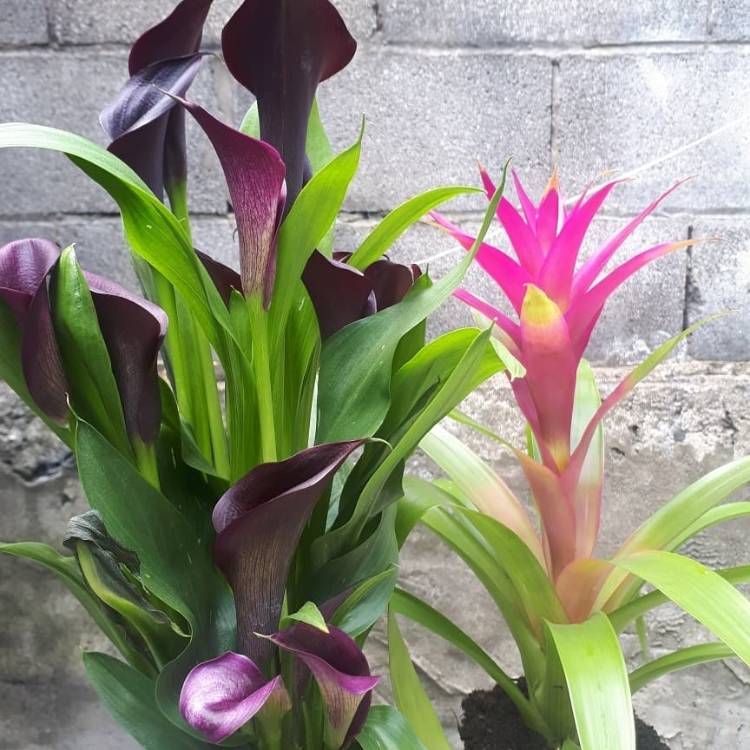 Plant image Zantedeschia 'Black Star'